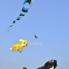 InterNational Kite Festival by Rashmi Joshi - News & Events Entertainment