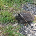 Common Snapping Turtle