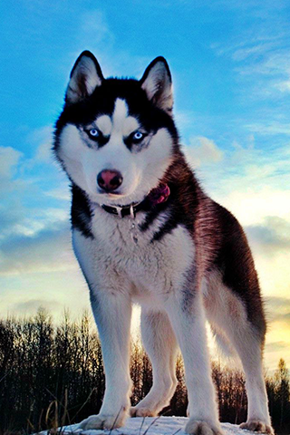 【免費個人化App】Husky Wallpapers-APP點子