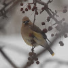 Cedar Waxwing