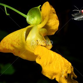 Lightning Bug on Yellow by Paul Mays - Flowers Flowers in the Wild