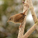 Wren