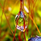 Moss, with a dew drop!