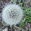 Dandelion flower head