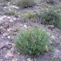 lavandula sp.