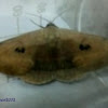 Owlet Moth