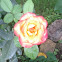 Pink Rose