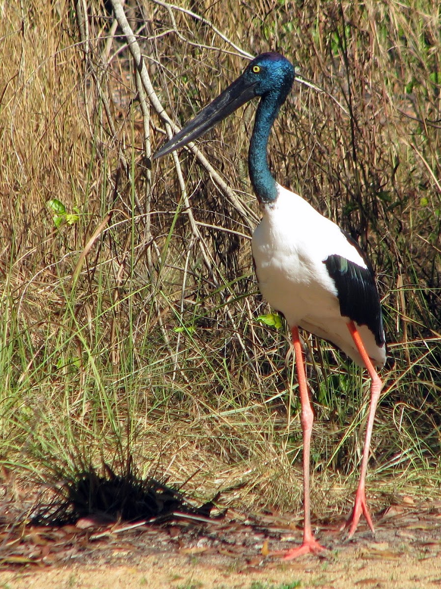 Jabiru or Black-necked Stork