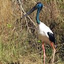 Jabiru or Black-necked Stork