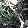 neo tropic cormorants