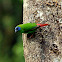 Blue Faced Parrot Finch