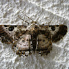 Geometrid Moth