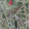 Carolina anole