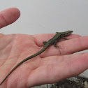 Iberian wall lizard