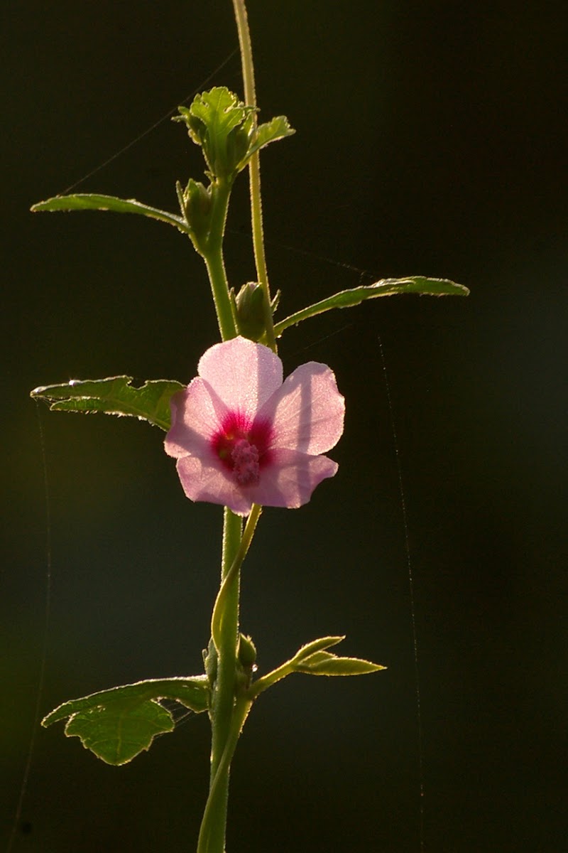Malvaceae flower