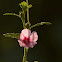 Malvaceae flower