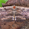 Noctuidae Moth