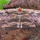 Noctuidae Moth