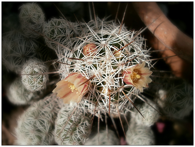 Blossoms Cactus.