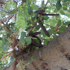 Carob tree (Χαρουπιά)