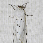 White Tiger Moth with a Fly Friend