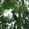 Crested-guan