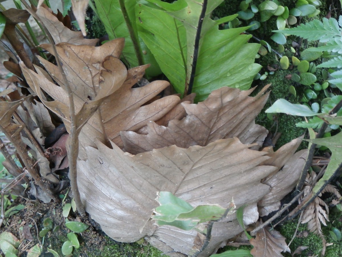 Oak-leaf Fern