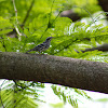 black and white warbler