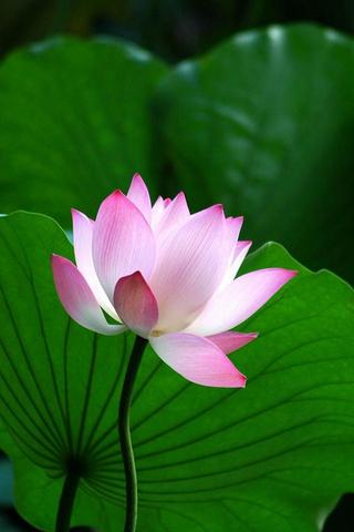 ベスト50 蓮の花 壁紙 最高の花の画像