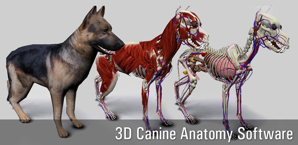 Herunterladen 3D Dog Anatomy 0 Android Apk com.biosphera.doganatomy