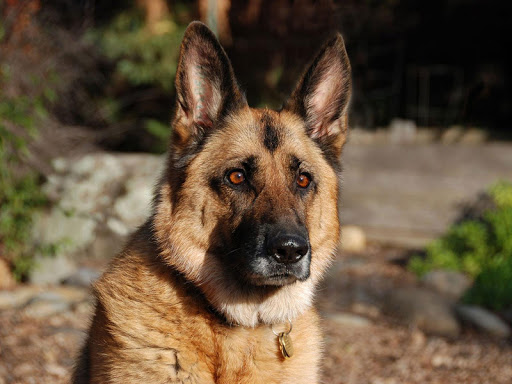 German Shepherd Wallpapers