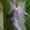 Fluffy bums; Planthopper (nymph)