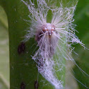 Fluffy bums; Planthopper (nymph)