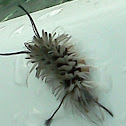 Banded Tussock Moth