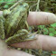 edible frog (usa - !?)  teichfrosch (ger)