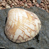 a Venus Clam Shell