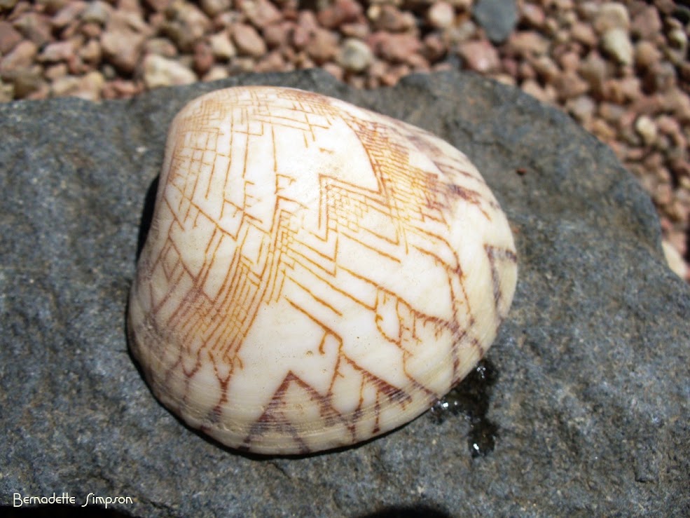 a Venus Clam Shell | Project Noah
