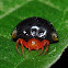 Ladybeetle Spider