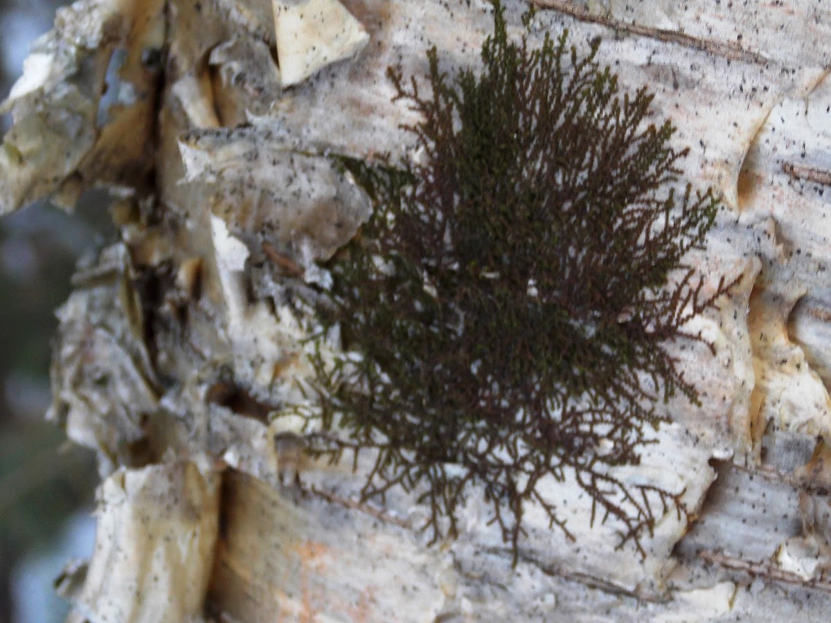 Common Frullania (Leafy Liverwort)