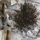 Common Frullania (Leafy Liverwort)