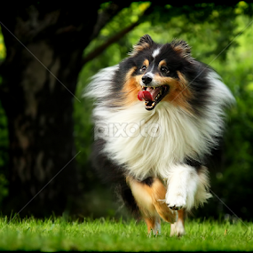 by Jane Bjerkli - Animals - Dogs Portraits