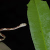 Common Blunt-headed Snake