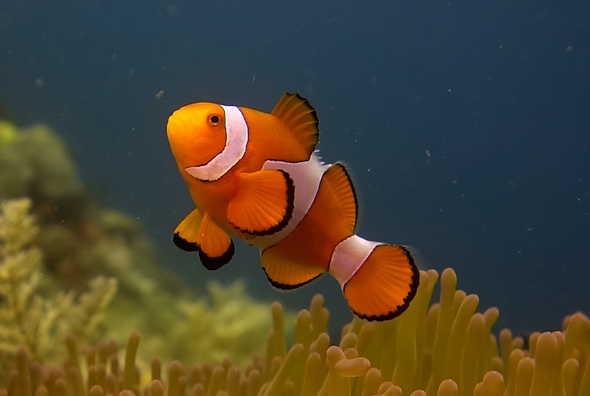 Nemo - False Clownfish