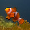 Nemo - False Clownfish
