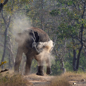 Asiatic Dust bathing by Nimit Virdi - Animals Other Mammals