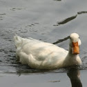Pekin Duck