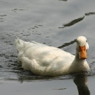 Pekin Duck