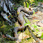 Northern water snakes, mating