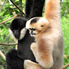 White-Cheeked Gibbons - Nashville Zoo