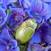 Rutelinae beetle